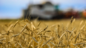 В Казахстане реализуются проекты по глубокой переработке в АПК