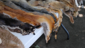 Казахстан внедряет передовые технологии переработки шкур