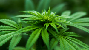 Полиция изъяла из оборота свыше полутонны наркотиков в Алматы