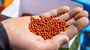 В области Жетісу посевная площадь сахарной свеклы увеличится до 13 тыс. га