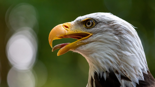 В Павлодарской области полиция пресекла незаконный вывоз краснокнижных птиц