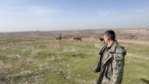 В Туркестанской области полицейские разыскали пропавший скот