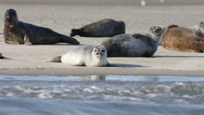 1,1 млрд тенге выделило Правительство на изучение и сохранение Каспия