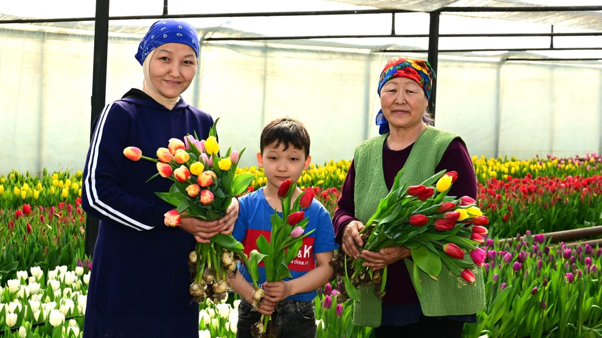 60 тысяч тюльпанов вырастила семья из Жетісу к 8 Марта