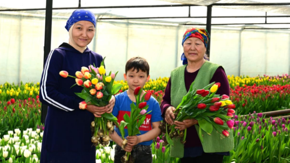 60 тысяч тюльпанов вырастила семья из Жетісу к 8 Марта