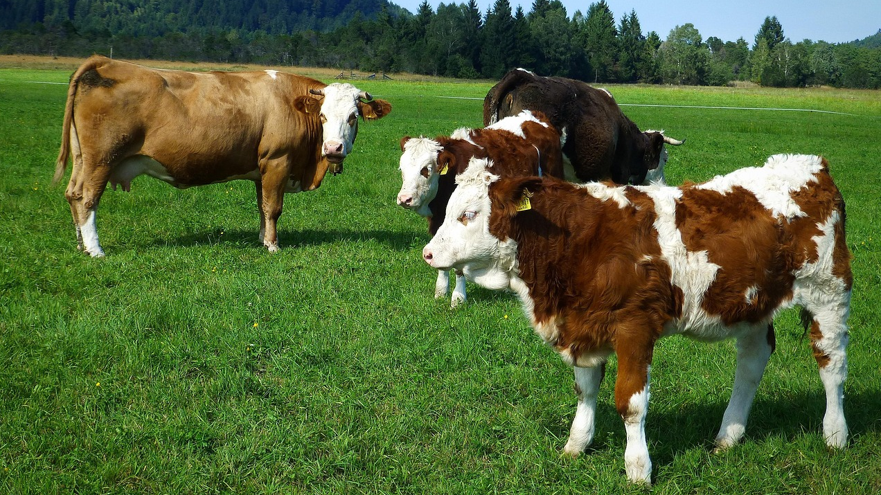 Туркестанская область экспортировала более 60 тысяч тонн мяса