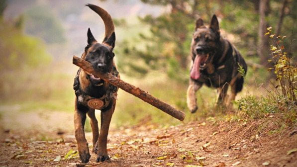 Как в Жетісу решают проблему бродячих животных