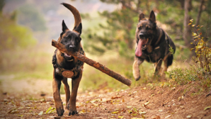 Как в Жетісу решают проблему бродячих животных