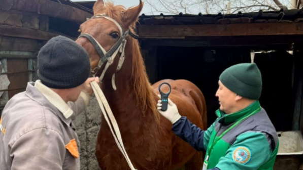 В Алматы бесплатно вакцинируют сельскохозяйственных животных