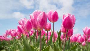 Касым-Жомарт Токаев поздравил казахстанцев с Днем благодарности