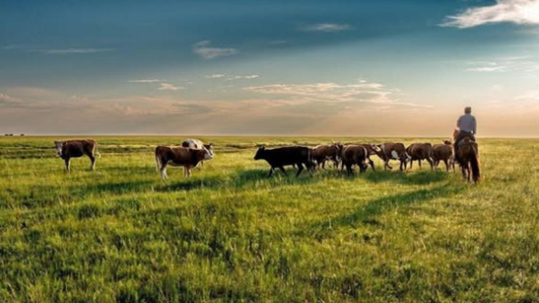 Более 200 тысяч гектаров пастбищ переданы в общее пользование в Туркестанской области