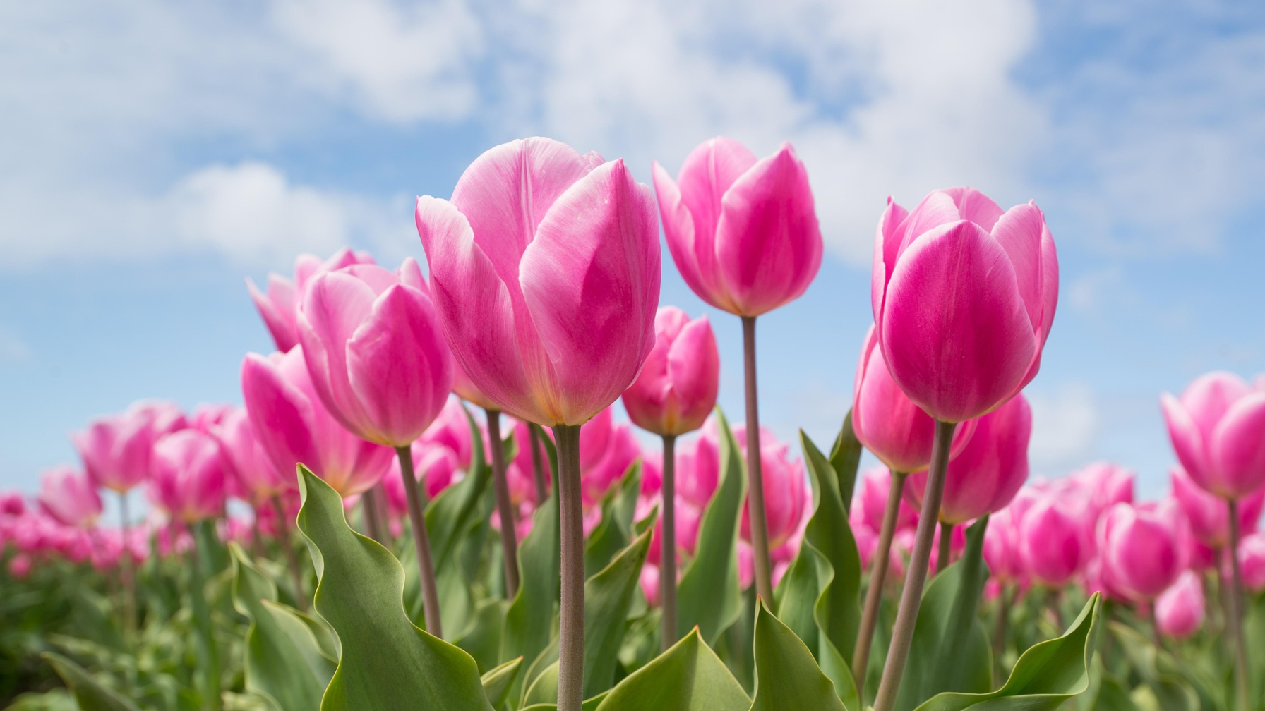 В Алматы определено 1150 торговых мест для продажи цветов к 8 Марта