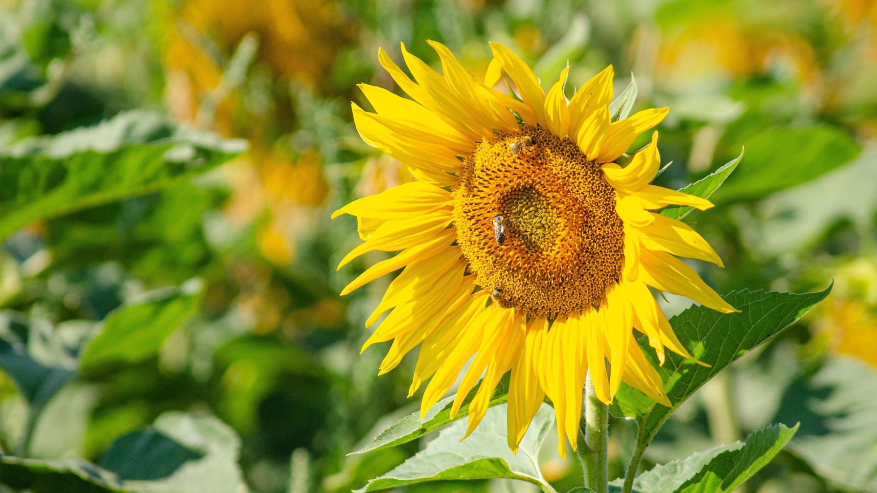 Казахстанские производители масла наращивают экспорт в Китай