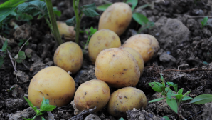 Казахстан и Корея объединяют усилия в развитии семеноводства картофеля