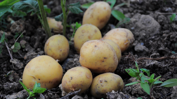 Казахстан и Корея объединяют усилия в развитии семеноводства картофеля