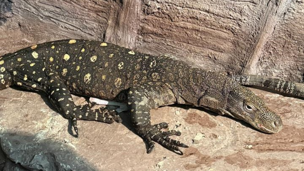 В Алматинском зоопарке поселились гигантские ящерицы из Новой Гвинеи