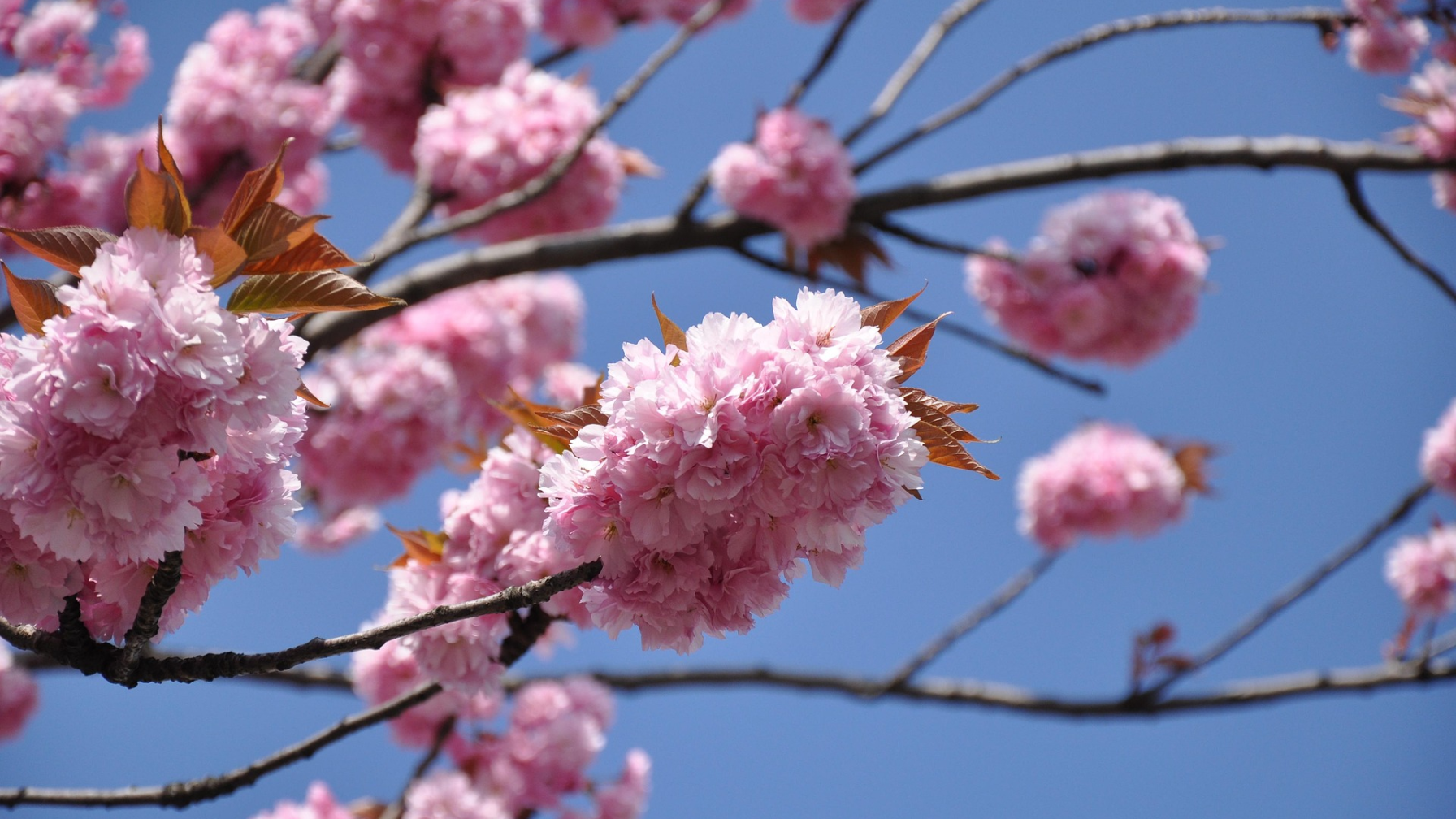 В Астане пройдет национальный спортивный фестиваль Tartys Fest