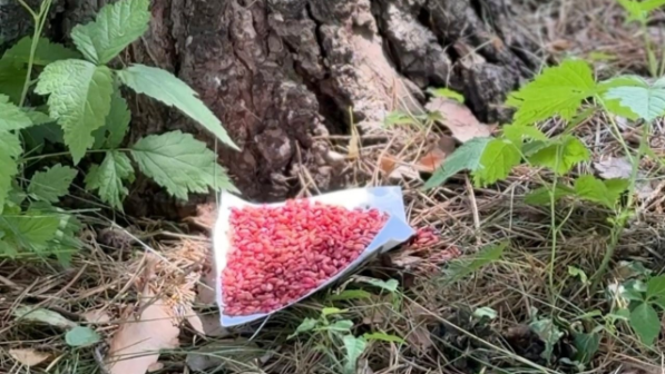 В Алматы стартует весенняя кампания по борьбе с грызунами