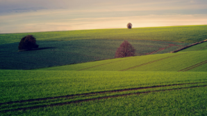 В Кызылординской области изъяли около 130 га неиспользуемых сельхозземель