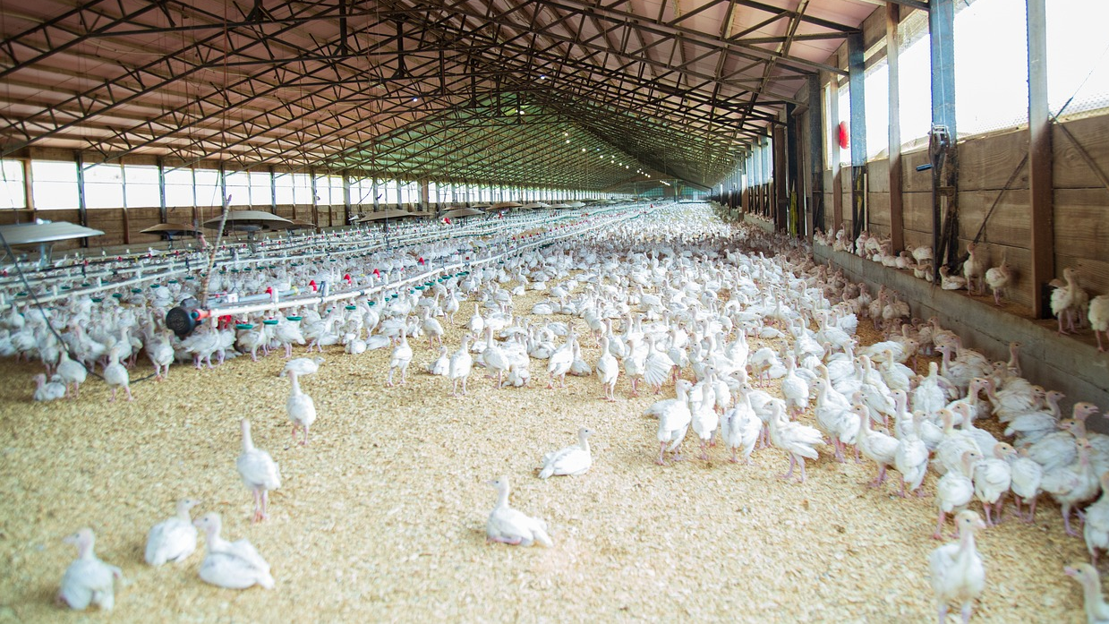 В Кызылординской области построят крупную птицефабрику