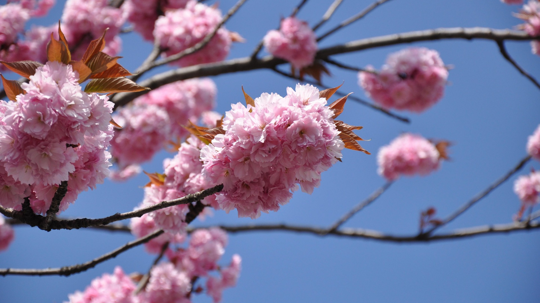 Новая модель празднования Наурыза: синтез традиций и технологий