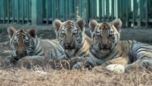 В Алматинском зоопарке родились три амурских тигренка