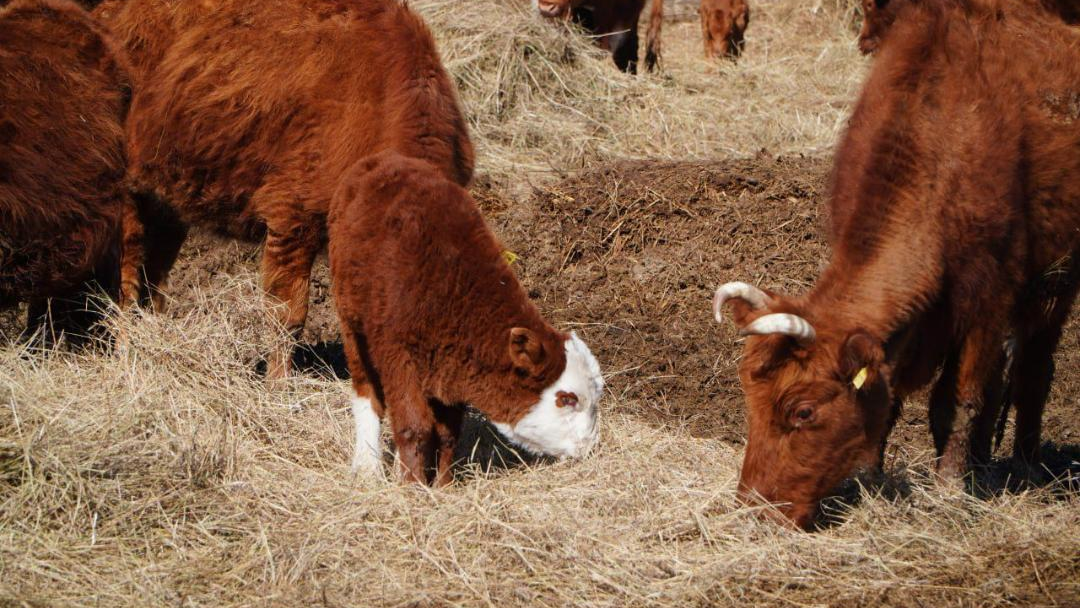 Калмыцкая порода КРС набирает популярность в Акмолинской области