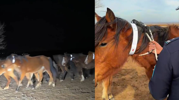 В Актюбинской области животных оснастили светоотражателями для безопасности на дорогах