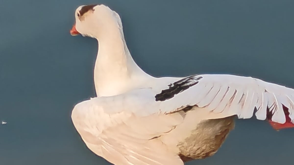 Неожиданный гость в парке Горького Алматы: китайский гусь среди уток!