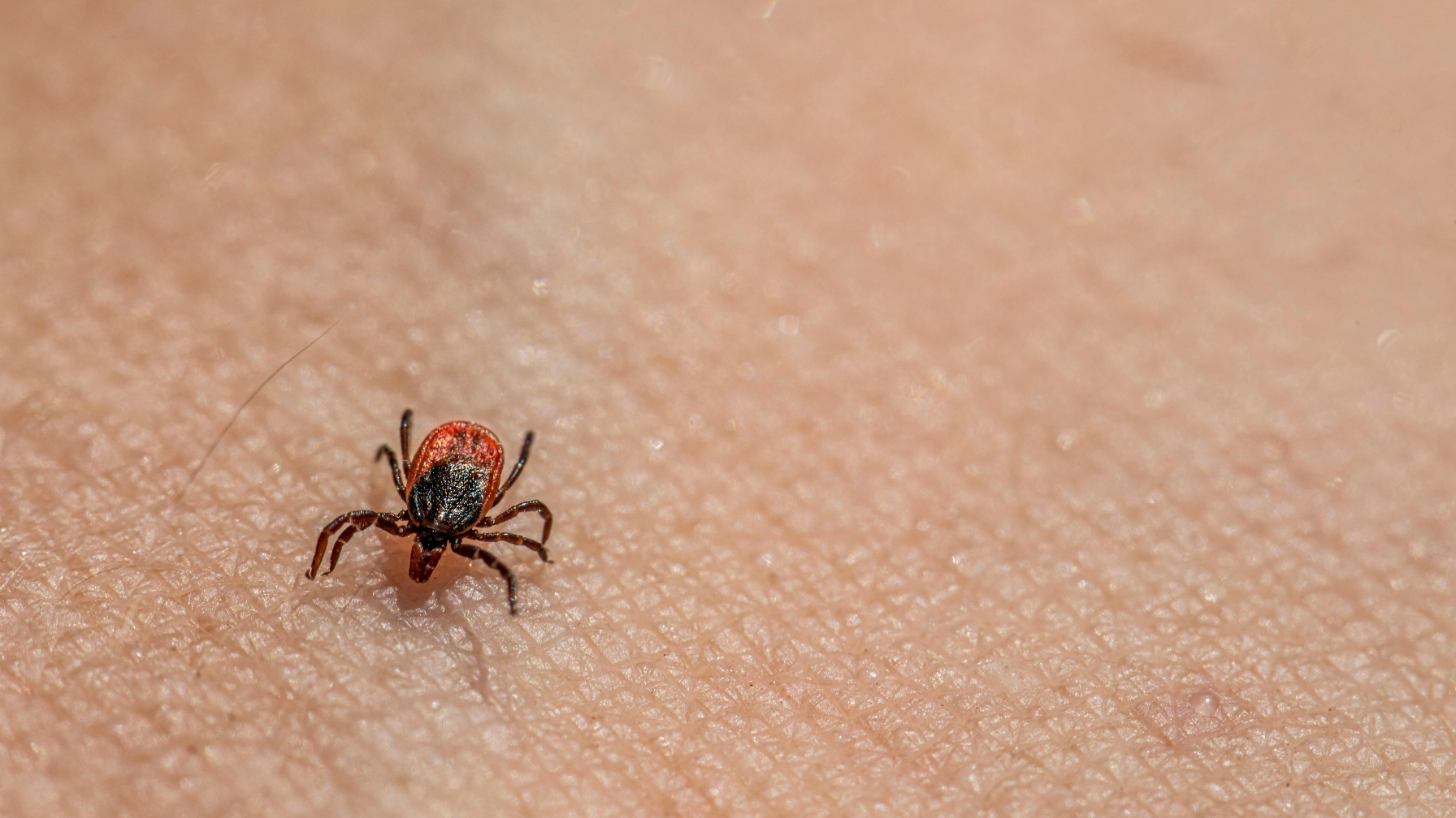 В Алматы началась масштабная борьба с клещами: обработка охватит более 2,3 тыс. гектаров