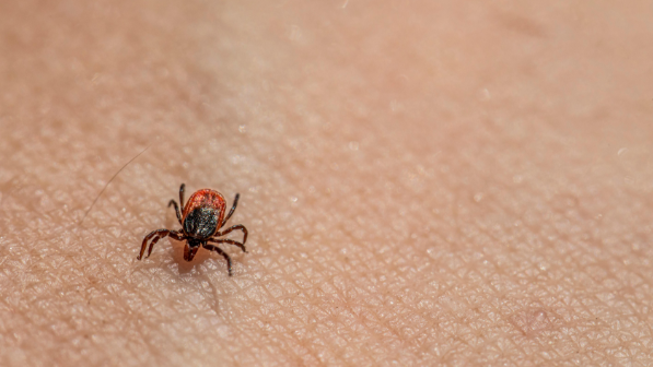 В Алматы началась масштабная борьба с клещами: обработка охватит более 2,3 тыс. гектаров