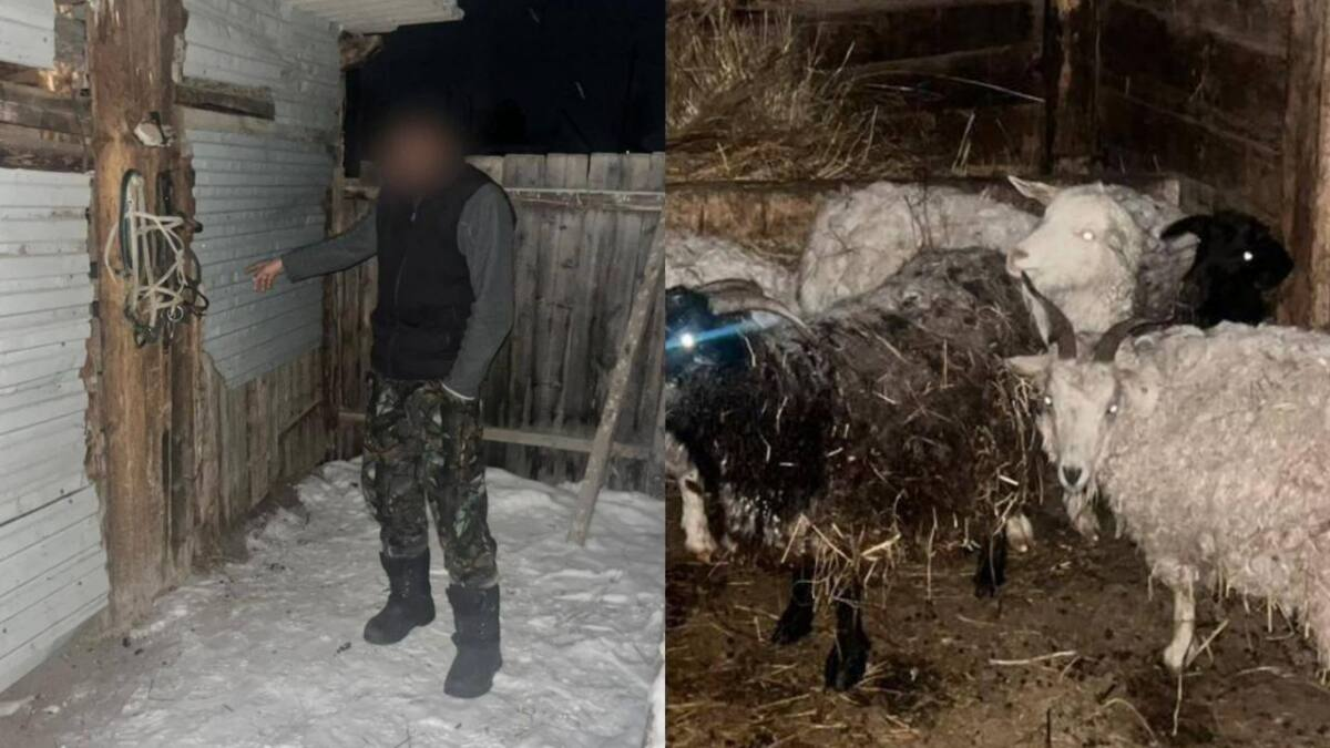 Полицейские раскрыли факт скотокрадства в ВКО