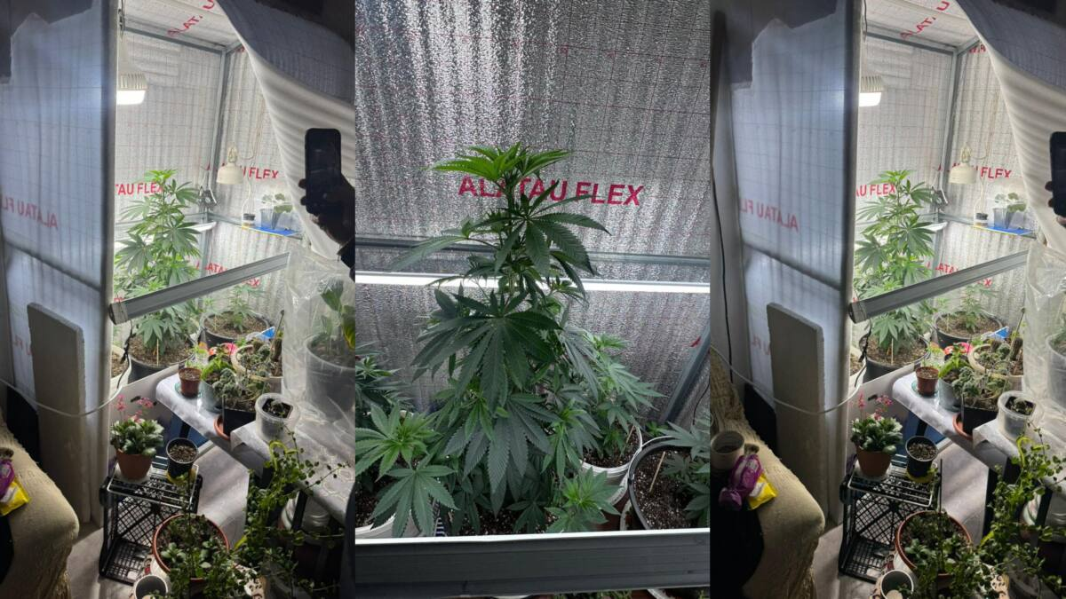 Женщина организовала фитолабораторию среди комнатных цветов в Акмолинской области