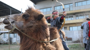 Казашка побила мировой рекорд по стрельбе из лука на верблюде