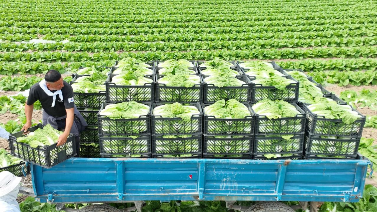 Ранняя капуста из Туркестанской области вышла на рынок