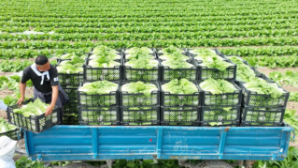 Ранняя капуста из Туркестанской области вышла на рынок