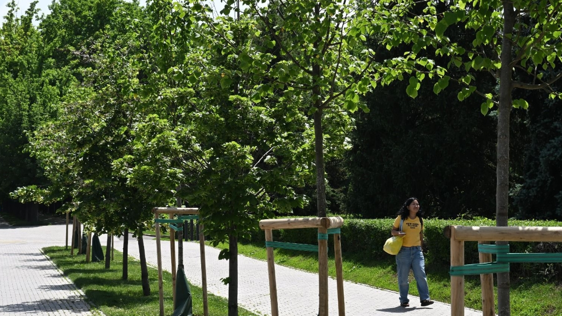 С 7 апреля в Алматы начнется масштабная обработка зеленых насаждений