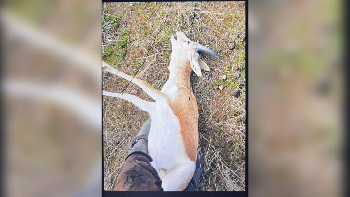 Незаконную охоту на джейрана пресекли в Жамбылской области