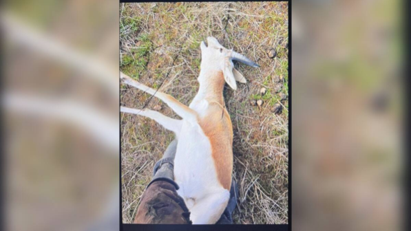 Незаконную охоту на джейрана пресекли в Жамбылской области
