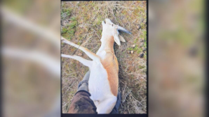 Незаконную охоту на джейрана пресекли в Жамбылской области