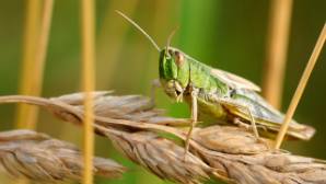 В Казахстане усилили борьбу с саранчой с помощью агродронов