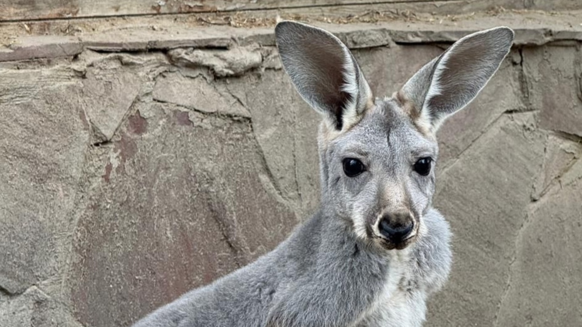 Кенгуро-бэби-бум в Алматинском зоопарке: родились сразу три малыша