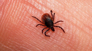 96 часов на спасение: что делать при укусе клеща и куда обращаться в Алматы