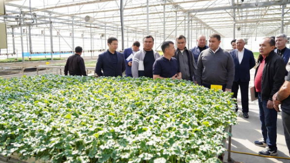 В Туркестанской области внедряются экологически эффективные способы отопления теплиц 