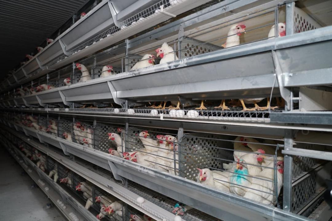 В Туркестанской области планируют расширение производства на птицефабрике