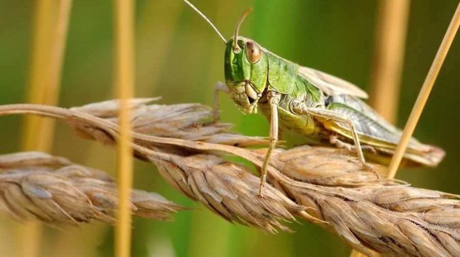 В Туркестанской области усилили борьбу с саранчой