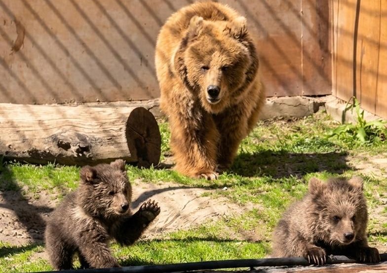 В Алматинском зоопарке родились краснокнижные медвежата