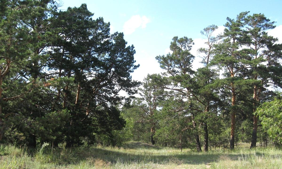 В Восточном Казахстане будет создано три экопарка