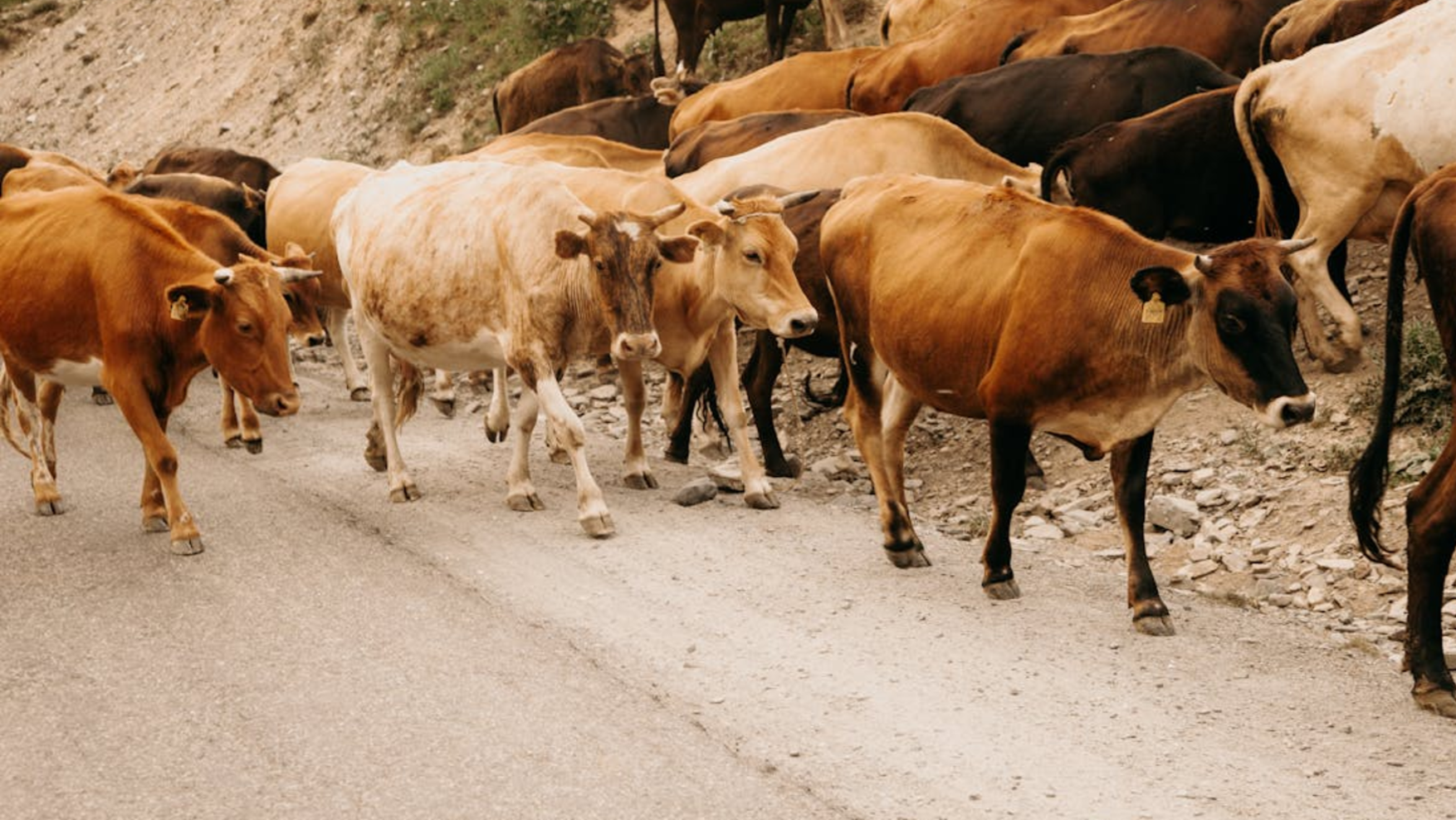 В области Жетысу раскрыта кража скота на 46 млн тенге