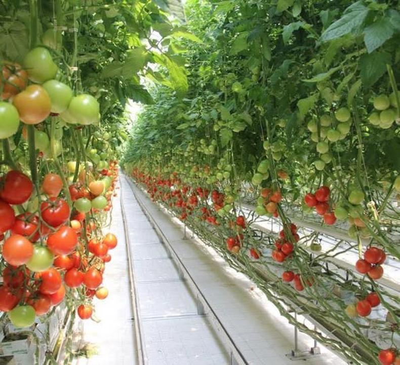 Крупнейший тепличный комплекс строят в Туркестанской области